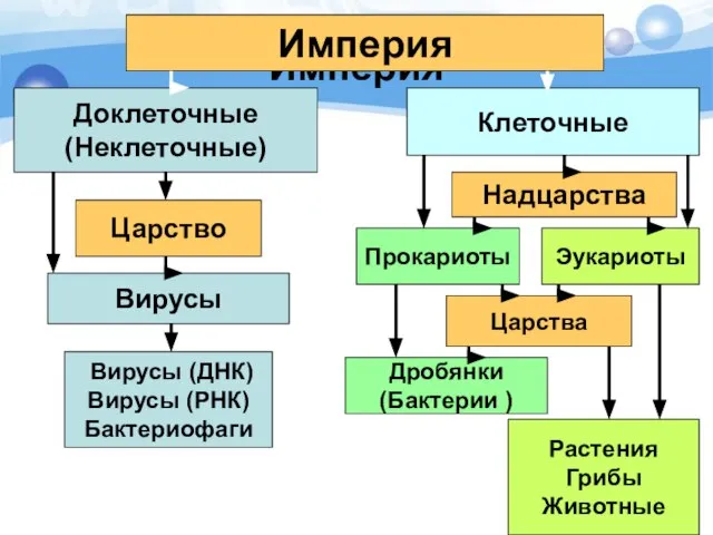 Империя Империя Доклеточные (Неклеточные) Клеточные Эукариоты Царства Дробянки (Бактерии ) Растения Грибы