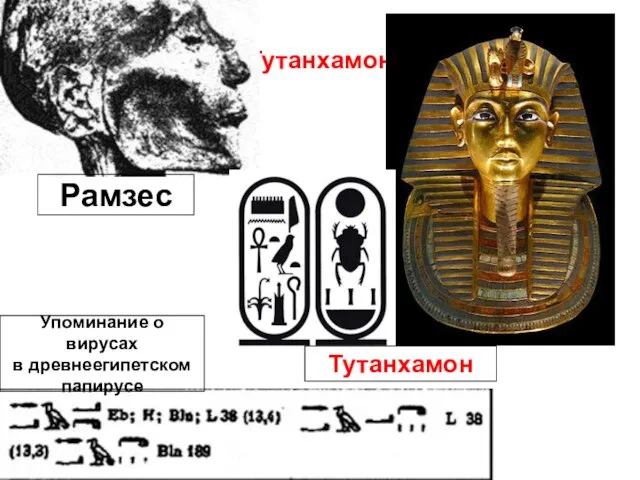 Тутанхамон Тутанхамон Рамзес Упоминание о вирусах в древнеегипетском папирусе