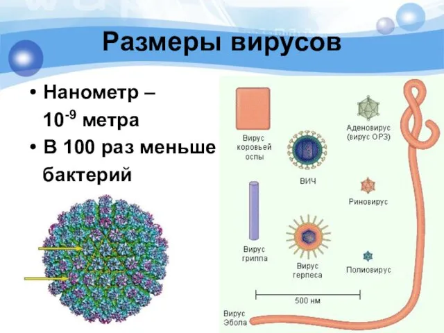 Размеры вирусов Нанометр – 10-9 метра В 100 раз меньше бактерий