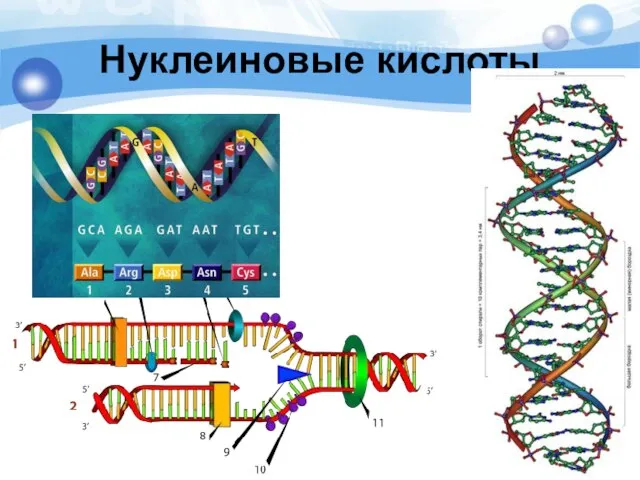 Нуклеиновые кислоты