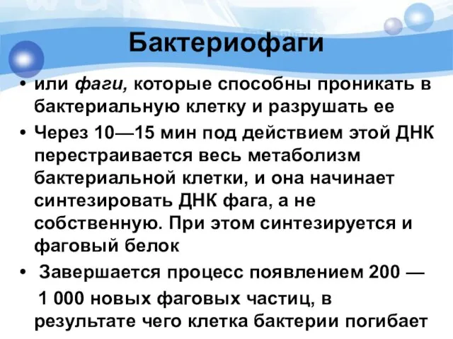 Бактериофаги или фаги, которые способны проникать в бактериальную клетку и разрушать ее