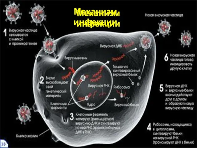 Механизм инфекции Механизм инфекции