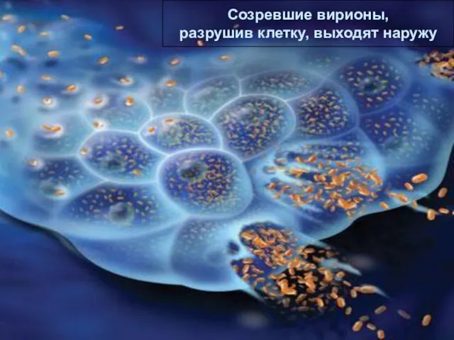 Проникновение вируса в клетку Проникновение вируса в клетку Через поры ядра проникает
