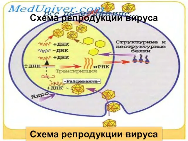 Схема репродукции вируса Схема репродукции вируса