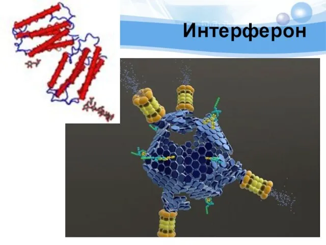 Интерферон