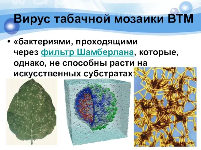 Вирус табачной мозаики ВТМ «бактериями, проходящими через фильтр Шамберлана, которые, однако, не