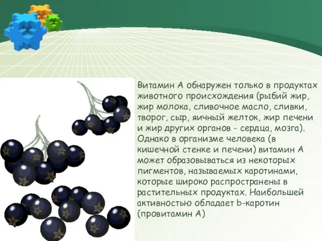 Витамин А обнаружен только в продуктах животного происхождения (рыбий жир, жир молока,