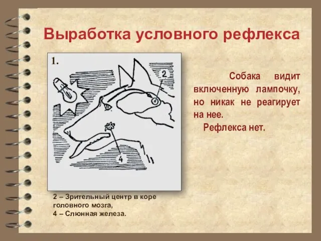 Собака видит включенную лампочку, но никак не реагирует на нее. Рефлекса нет. Выработка условного рефлекса