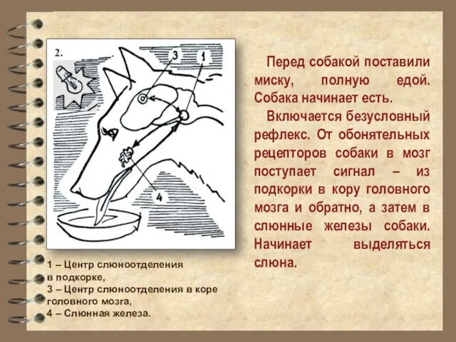 Перед собакой поставили миску, полную едой. Собака начинает есть. Включается безусловный рефлекс.