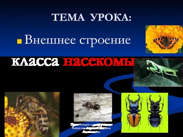 Презентация к уроку учителя биологии Авриной Марины Алексеевны ТЕМА УРОКА: Внешнее строение класса насекомых