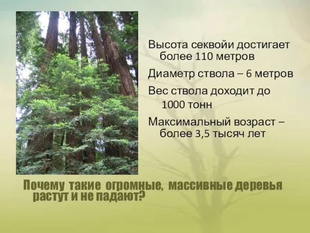 Почему такие огромные, массивные деревья растут и не падают? Высота секвойи достигает