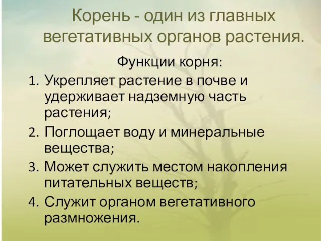 Корень - один из главных вегетативных органов растения. Функции корня: Укрепляет растение