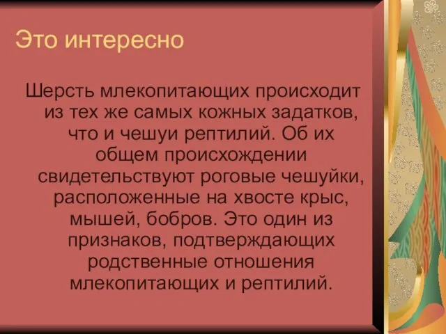 Это интересно Шерсть млекопитающих происходит из тех же самых кожных задатков, что