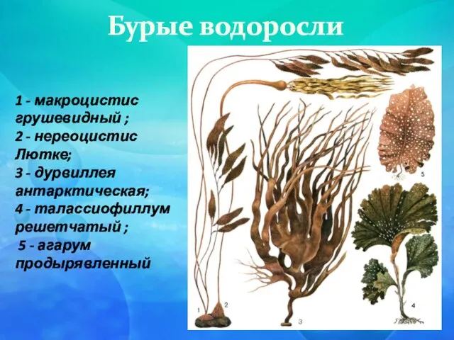 Бурые водоросли 1 - макроцистис грушевидный ; 2 - нереоцистис Лютке; 3
