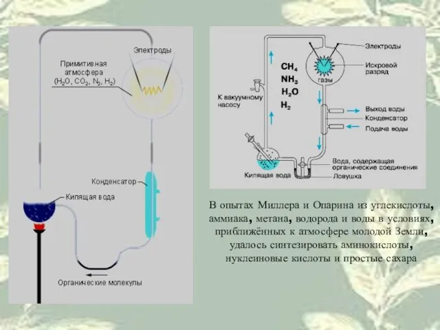 В опытах Миллера и Опарина из углекислоты, аммиака, метана, водорода и воды