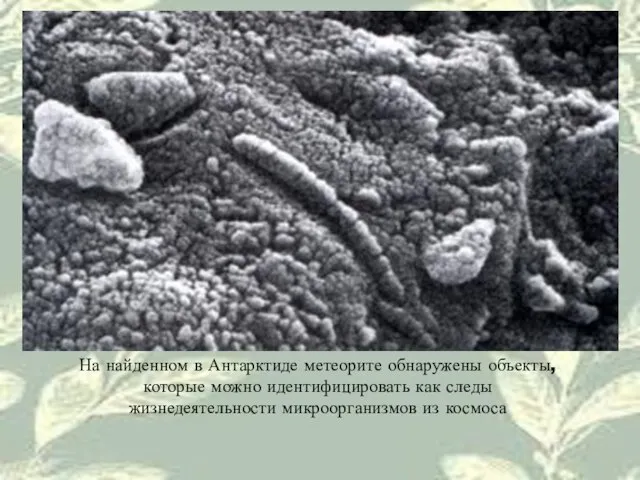 На найденном в Антарктиде метеорите обнаружены объекты, которые можно идентифицировать как следы жизнедеятельности микроорганизмов из космоса