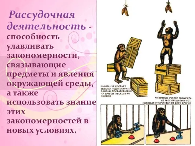 Рассудочная деятельность - способность улавливать закономерности, связывающие предметы и явления окружающей среды,