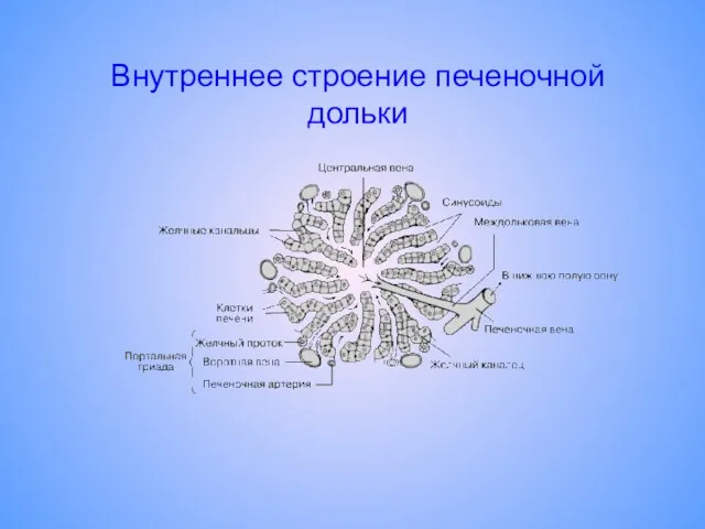 Внутреннее строение печеночной дольки