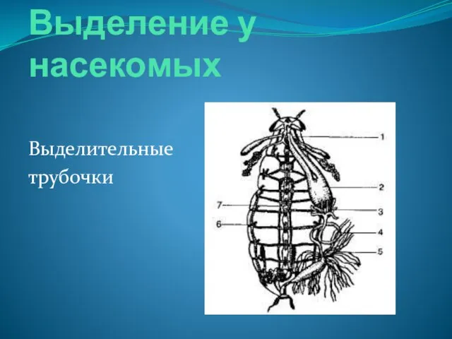 Выделение у насекомых Выделительные трубочки