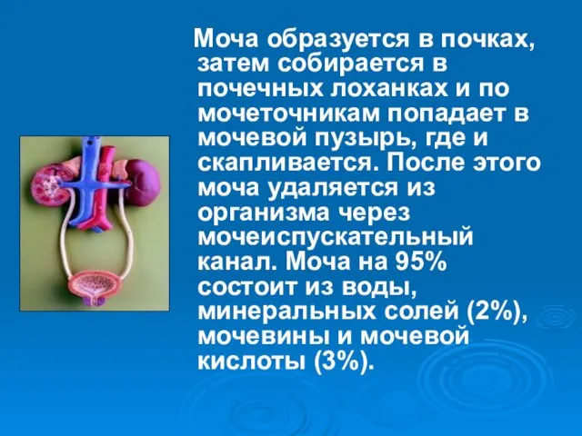 Моча образуется в почках, затем собирается в почечных лоханках и по мочеточникам