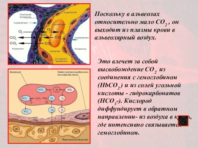 Это влечет за собой высвобождение CO2 из соединения с гемоглобином (HbСO2 )