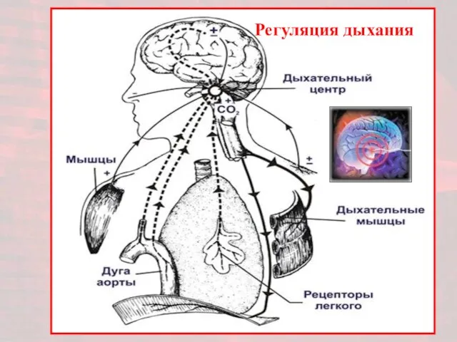 Регуляция дыхания