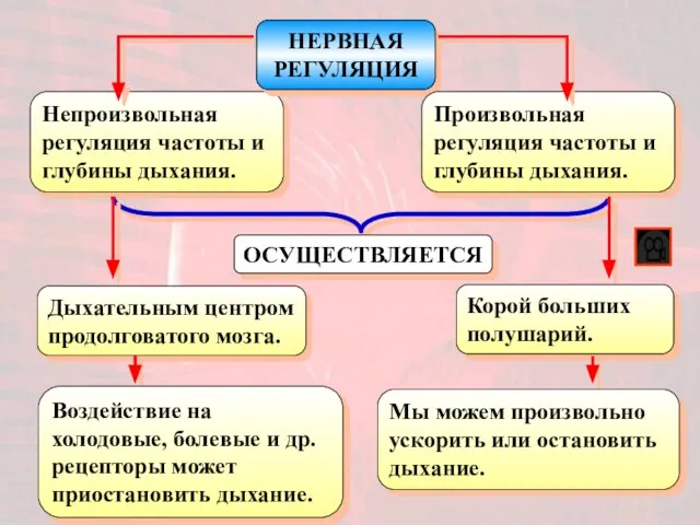 Непроизвольная регуляция частоты и глубины дыхания. ОСУЩЕСТВЛЯЕТСЯ НЕРВНАЯ РЕГУЛЯЦИЯ Произвольная регуляция частоты