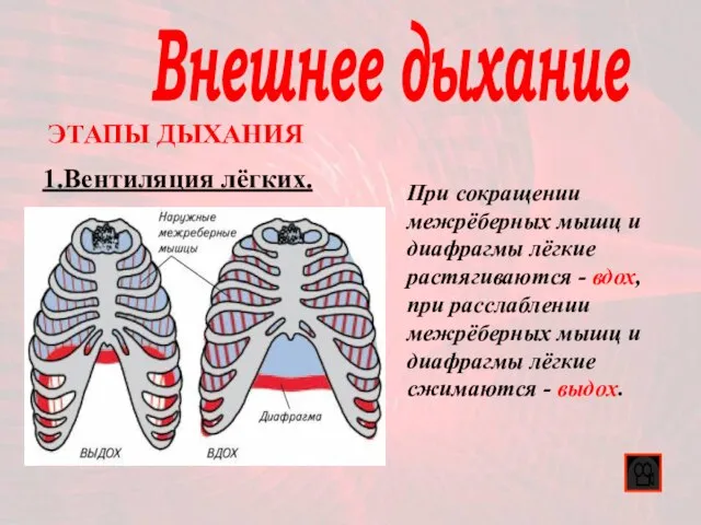 Внешнее дыхание 1.Вентиляция лёгких. ЭТАПЫ ДЫХАНИЯ При сокращении межрёберных мышц и диафрагмы