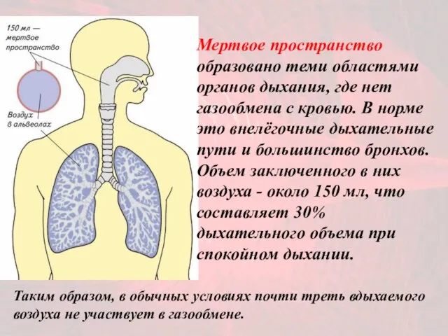 Мертвое пространство образовано теми областями органов дыхания, где нет газообмена с кровью.