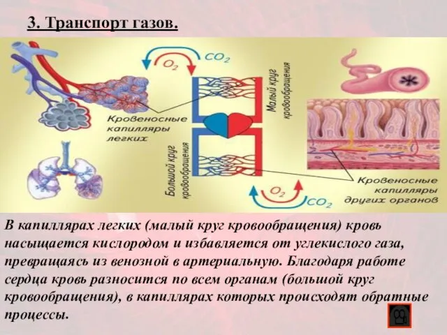 3. Транспорт газов. В капиллярах легких (малый круг кровообращения) кровь насыщается кислородом