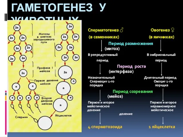 ГАМЕТОГЕНЕЗ У ЖИВОТНЫХ Сперматогенез ♂ Овогенез ♀ (в семенниках) (в яичниках) Период