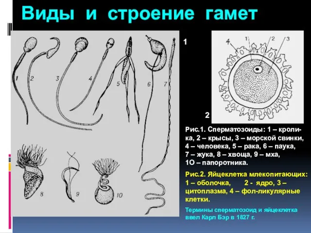 Виды и строение гамет 1 2 Рис.1. Сперматозоиды: 1 – кроли-ка, 2