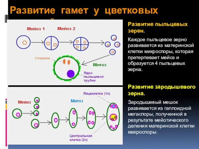 Развитие гамет у цветковых растений Развитие пыльцевых зерен. Каждое пыльцевое зерно развивается