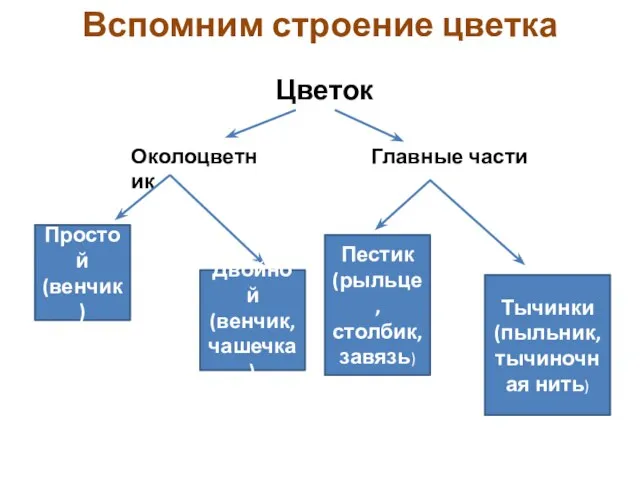 Вспомним строение цветка Цветок Околоцветник Главные части Простой (венчик) Двойной (венчик, чашечка)