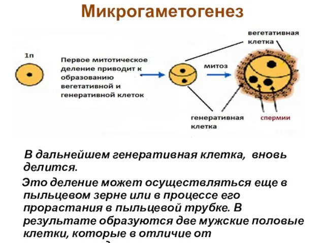 Микрогаметогенез В дальнейшем генеративная клетка, вновь делится. Это деление может осуществляться еще