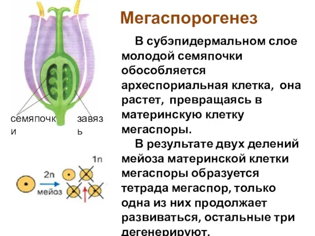 Мегаспорогенез семяпочки завязь В субэпидермальном слое молодой семяпочки обособляется археспориальная клетка, она