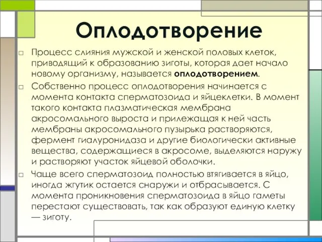 Оплодотворение Процесс слияния мужской и женской половых клеток, приводящий к образованию зиготы,