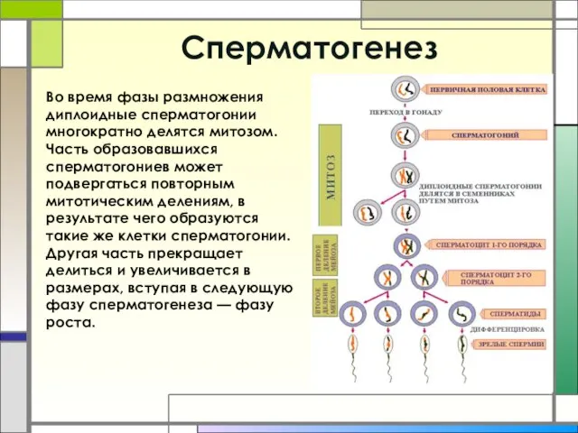 Cперматогенез Во время фазы размножения диплоидные сперматогонии многократно делятся митозом. Часть образовавшихся