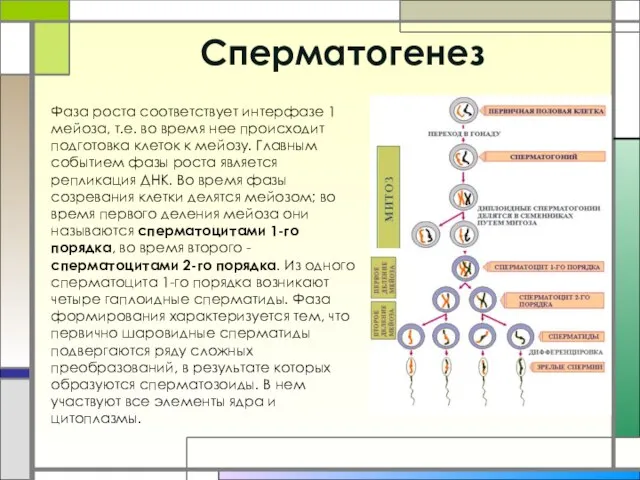 Cперматогенез Фаза роста соответствует интерфазе 1 мейоза, т.е. во время нее происходит