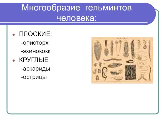 Многообразие гельминтов человека: ПЛОСКИЕ: -описторх -эхинококк КРУГЛЫЕ -аскариды -острицы