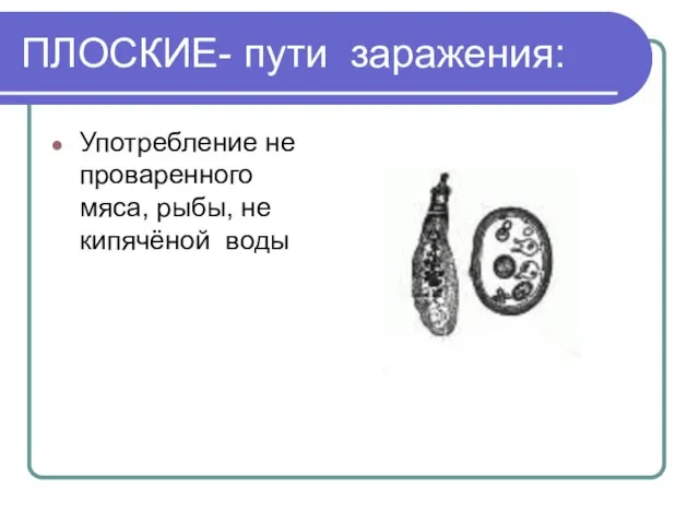 ПЛОСКИЕ- пути заражения: Употребление не проваренного мяса, рыбы, не кипячёной воды