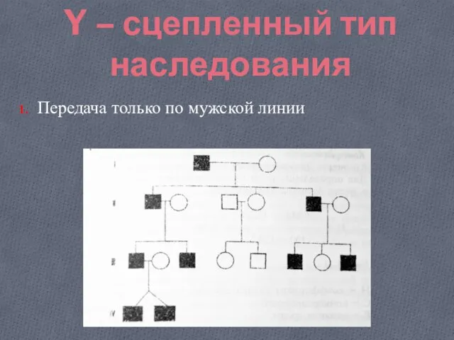 Y – сцепленный тип наследования Передача только по мужской линии