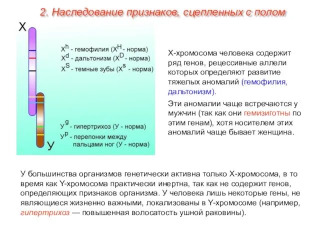 Х-хромосома человека содержит ряд генов, рецессивные аллели которых определяют развитие тяжелых аномалий