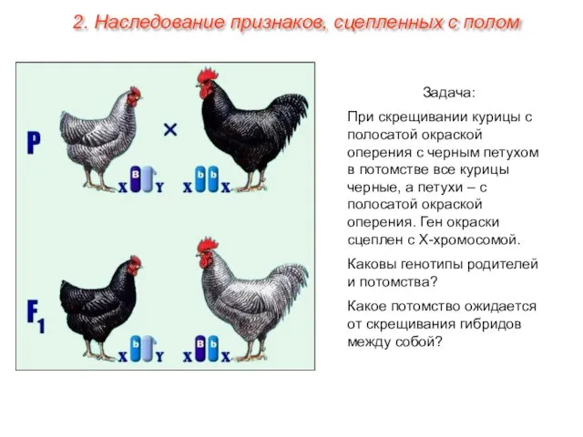 Задача: При скрещивании курицы с полосатой окраской оперения с черным петухом в