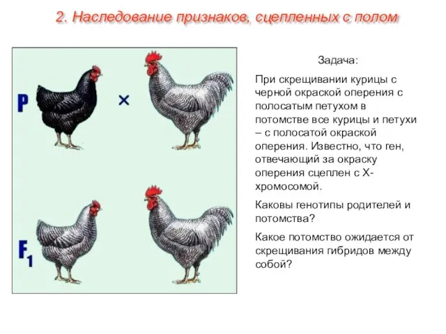 Задача: При скрещивании курицы с черной окраской оперения с полосатым петухом в