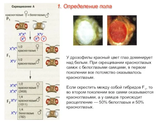 У дрозофилы красный цвет глаз доминирует над белым. При скрещивании красноглазых самок