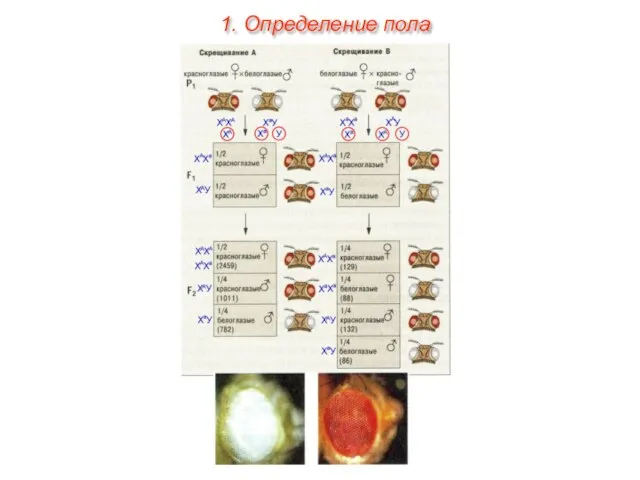 1. Определение пола