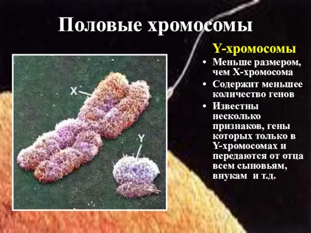 Y-хромосомы Меньше размером, чем Х-хромосома Содержит меньшее количество генов Известны несколько признаков,