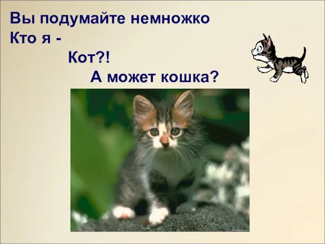 Вы подумайте немножко Кто я - Кот?! А может кошка?