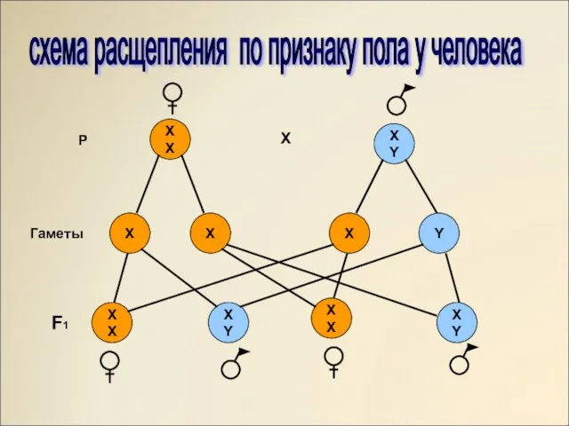 схема расщепления по признаку пола у человека XY XY Y XY ХХ